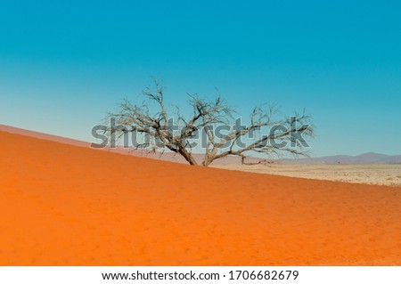 Similar – Foto Bild einsamer Baum in der Taklamakan-Wüste, China