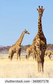 Namibian Wild Life, Etosha Park, Dry Season