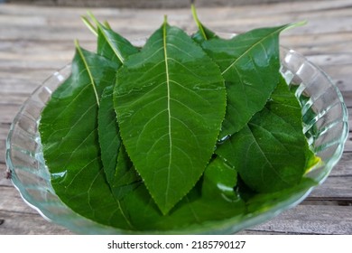 Nan Fui Chao Herbal Leaves Or Bitter Leaf Tree (Vernonia Amygdalina) Isolated On White Background. Concept Herbal And Vegetable Extracts Are Medications For Treating Diabetes And Heart Disease.