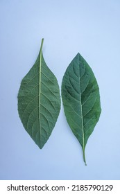 Nan Fui Chao Herbal Leaves Or Bitter Leaf Tree (Vernonia Amygdalina) Isolated On White Background. Concept Herbal And Vegetable Extracts Are Medications For Treating Diabetes And Heart Disease.