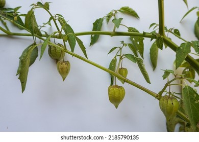 Nan Fui Chao Herbal Leaves Or Bitter Leaf Tree (Vernonia Amygdalina) Isolated On White Background. Concept Herbal And Vegetable Extracts Are Medications For Treating Diabetes And Heart Disease.