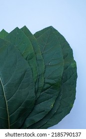 Nan Fui Chao Herbal Leaves Or Bitter Leaf Tree (Vernonia Amygdalina) Isolated On White Background. Concept Herbal And Vegetable Extracts Are Medications For Treating Diabetes And Heart Disease.