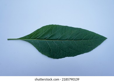 Nan Fui Chao Herbal Leaves Or Bitter Leaf Tree (Vernonia Amygdalina) Isolated On White Background. Concept Herbal And Vegetable Extracts Are Medications For Treating Diabetes And Heart Disease.