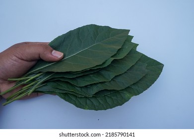 Nan Fui Chao Herbal Leaves Or Bitter Leaf Tree (Vernonia Amygdalina) Isolated On White Background. Concept Herbal And Vegetable Extracts Are Medications For Treating Diabetes And Heart Disease.