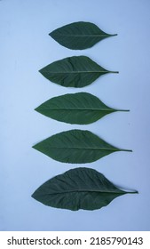 Nan Fui Chao Herbal Leaves Or Bitter Leaf Tree (Vernonia Amygdalina) Isolated On White Background. Concept Herbal And Vegetable Extracts Are Medications For Treating Diabetes And Heart Disease.