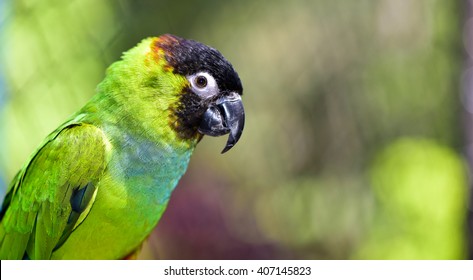 Nanday Conure Black Capped Conure Parrot Stock Photo 407145823 ...