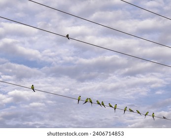 Nanday parakeets (binomial name: Aratinga nenday), native to South America, perching on overhead power lines along the Great Florida Birding Trail on a cloudy afternoon in December, southwest Florida