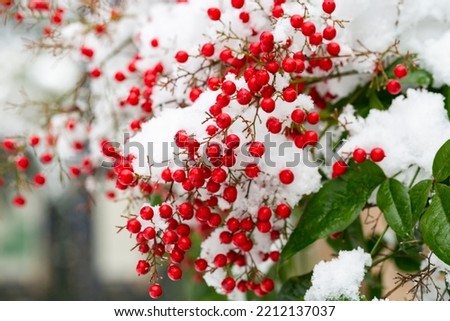 Nandina domashnaya nandina, heavenly bamboo or sacred bamboo , a species of flowering plants in the family Berberidae. Red berries under the snow. Winter background