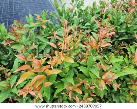 Nandina domestica nandina, Heavenly Bamboo or Sacred Bamboo, A small bush plant with bright red and green leaves, Australian Rose Apple young shoots are popularly used to worship sacred objects.
