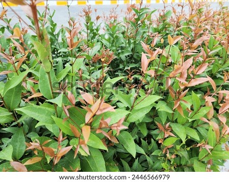 Nandina domestica nandina, Heavenly Bamboo or Sacred Bamboo, A small bush plant with bright red and green leaves, Australian Rose Apple young shoots are popularly used to worship sacred objects.
