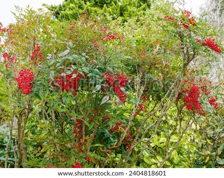 (Nandina domestica) Sacred Bamboo, ornamental shrub with cane-like growth, terminal clusters of bright red berries on stems with pink to reddish foliage turning green