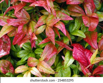 Nandina Plant