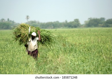 874 Andhra pradesh village Stock Photos, Images & Photography ...