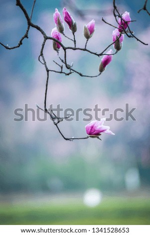 Similar – Image, Stock Photo Small flowers Environment