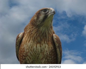 Nankeen Kestrel