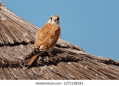 Nankeen Kestrel - Falco cenchroides also Australian kestrel, bird raptor native to Australia and New Guinea, small falcons, pale rufous upper-parts with contrasting black flight-feathers.