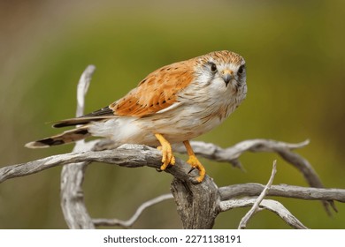 Nankeen Kestrel - Falco cenchroides also Australian kestrel, bird raptor native to Australia and New Guinea, small falcons, pale rufous upper-parts with contrasting black flight-feathers. - Shutterstock ID 2271138191