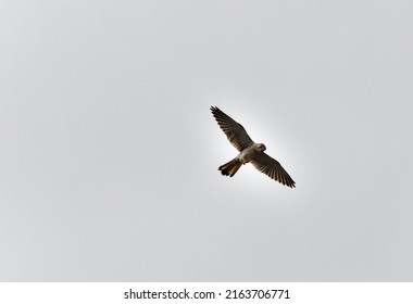 284 Nankeen kestrel Stock Photos, Images & Photography | Shutterstock