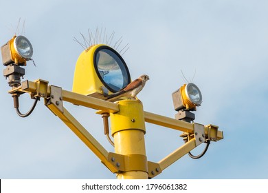 Nankeen Kestrel On Runway Lights At Newcastle Airport, NSW, Australia On An Spring Afternoon In November 2019