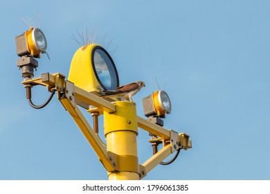 Nankeen Kestrel On Runway Lights At Newcastle Airport, NSW, Australia On An Spring Afternoon In November 2019