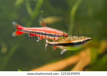 Nannostomus beckfordi red, Brazilian freshwater pencilfish adult couple, nature aquarium, closeup nature photo