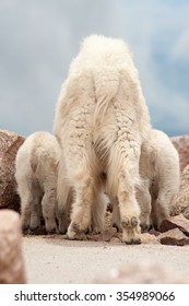 Nanny Mountain Goat With Two Kid Mountain Goats; Mountain Goat Rear End Shot; Funny; Humorous