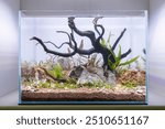 Nano tank aquascape with a twisted piece of driftwood as the centerpiece. Several small plants are growing around the wood and rocks. The substrate is a mix of dark and light-colored gravel.