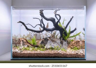 Nano tank aquascape with a twisted piece of driftwood as the centerpiece. Several small plants are growing around the wood and rocks. The substrate is a mix of dark and light-colored gravel.