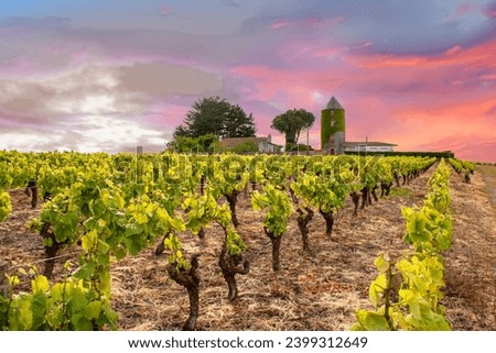 Monnières. Nantes vineyard in spring under the setting sun