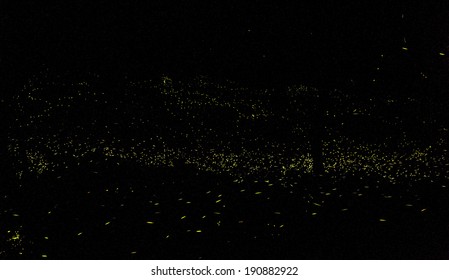 Nanto, Taiwan - May 1, 2014: Firefly glowing in the forest.