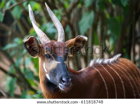 Nanyuki, Kenya: A wild Bongo antelope in the bushlands near Nanyuki, Kenya on Feb 18, 2017
