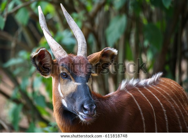 Nanyuki, Kenya: A wild Bongo antelope in\
the bushlands near Nanyuki, Kenya on Feb 18,\
2017
