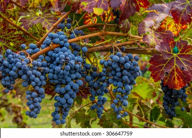 Napa Cabernet Grapes