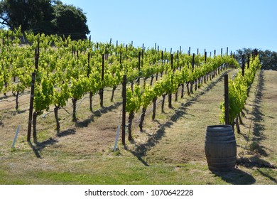 Napa Valley AVA California United States Is An American Viticultural Area Located In Napa County,  Napa Valley Is Considered One Of The Premier Wine Regions In The World