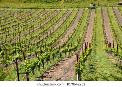 Napa Valley AVA California United States Is An American Viticultural Area Located In Napa County,  Napa Valley Is Considered One Of The Premier Wine Regions In The World