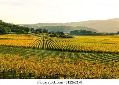 Napa Valley California In Autumn