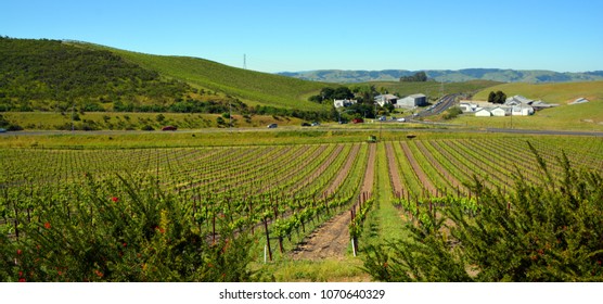 NAPA VALLEY CALIFORNIA USA 04 16 15: Napa Valley AVA Is An American Viticultural Area Located In Napa County,  Napa Valley Is Considered One Of The Premier Wine Regions In The World