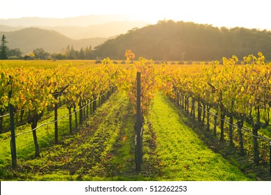 Napa Valley California Vineyard In The Fall