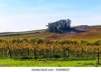 Napa Valley California Vineyard In The Fall