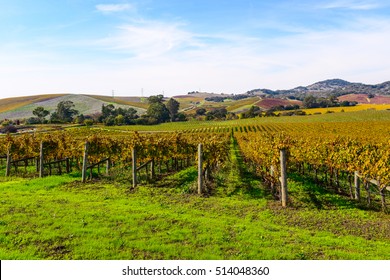 Napa Valley California Vineyard In The Fall