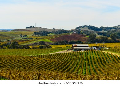 Napa Valley California Vineyard In The Fall