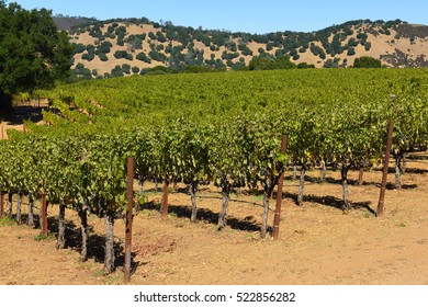 Napa Valley California Vineyard In The Fall