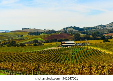 Napa Valley California Vineyard In The Fall