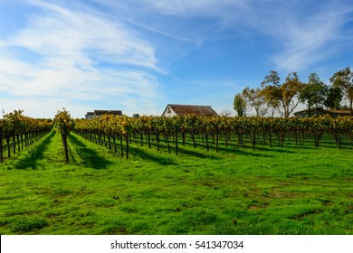 Napa Valley California Vineyard In The Fall