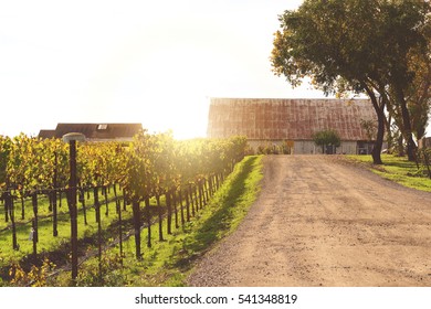 Napa Valley California Vineyard In The Fall