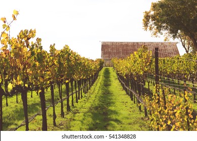 Napa Valley California Vineyard In The Fall