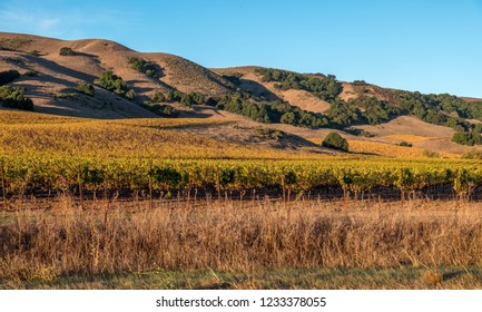 Napa Valley Sonoma California Vineyards In The Fall Autumn Landscape