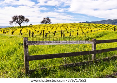 Napa Valley Spring Vineyards with Mustard Flowers Blooming, Fence, Trees