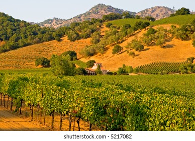 Napa Valley Vineyard In California At Sunset