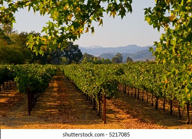 Napa Valley Vineyard In California At Sunset